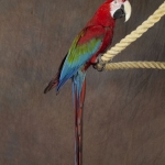 50x70-papagaai-d09008-30x